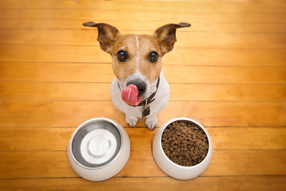 Common pet food questions